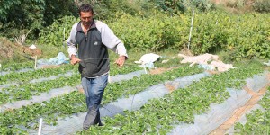 trabajo gaza